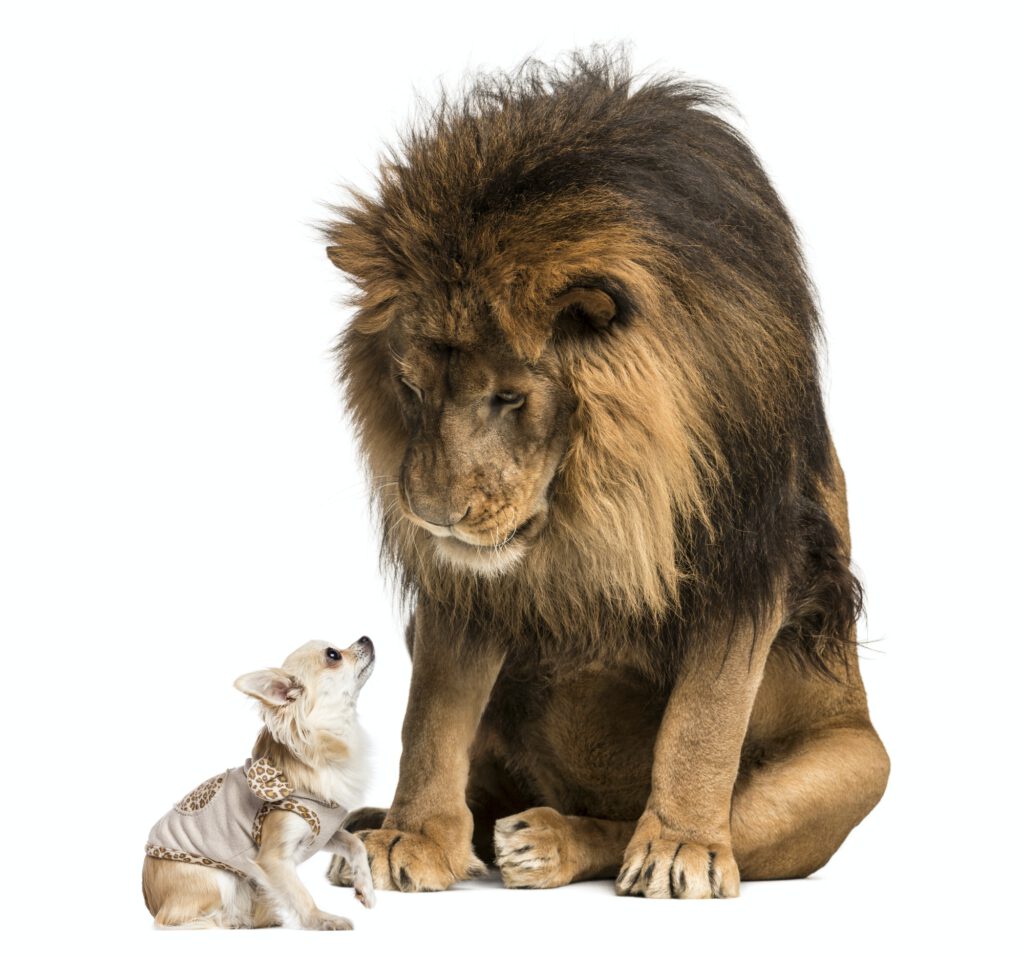 Lion sitting and looking at a chihuahua dressed
